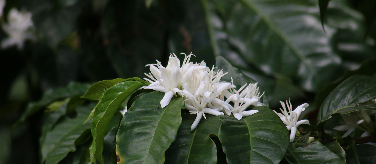 fleur de café du nicaragua