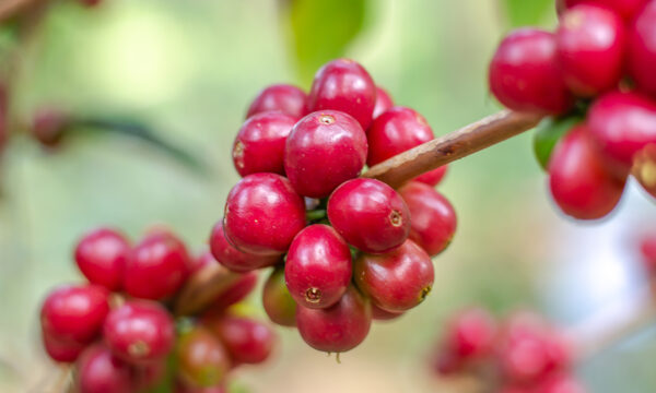 café colombie