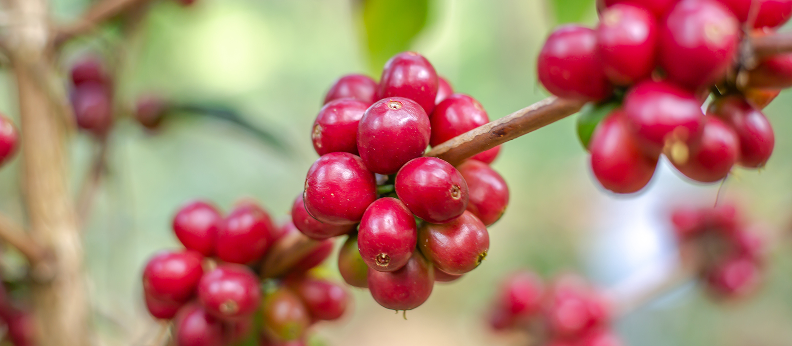 café colombie