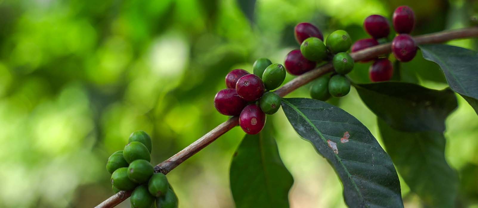 cerises de café