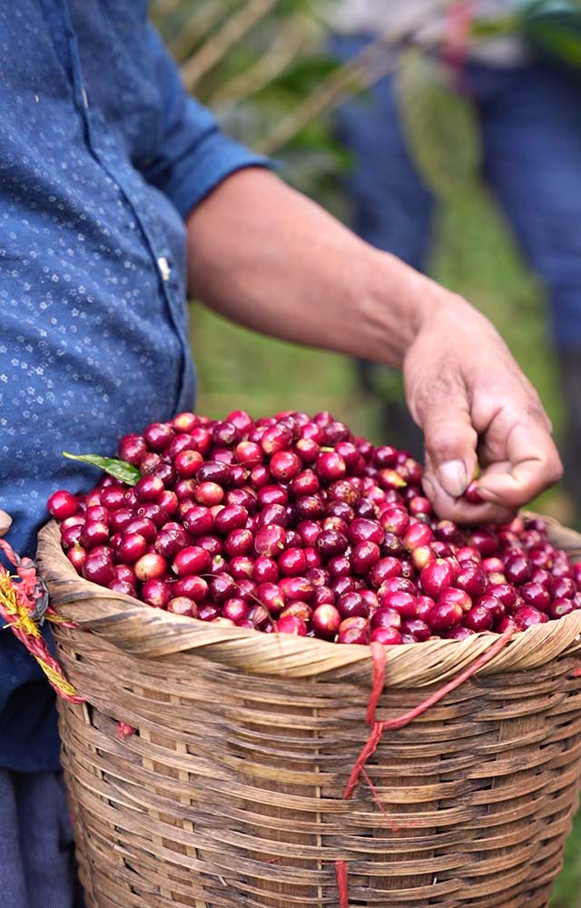 comment est cultivé le café