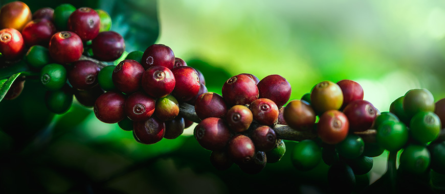 coffee cherries