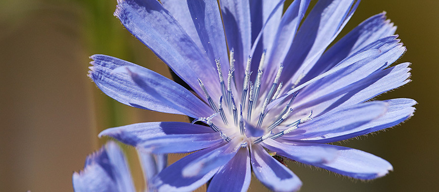 chicory blue flower