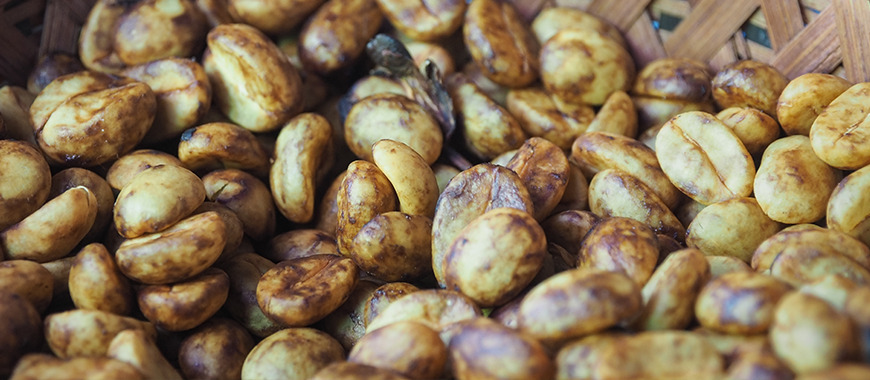 coffee beans fermenting after the honey process 