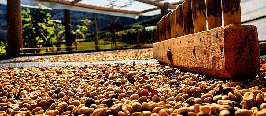 Drying the coffee beans