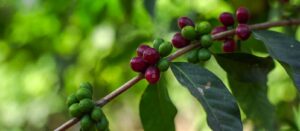 Blue Mountain Coffee History