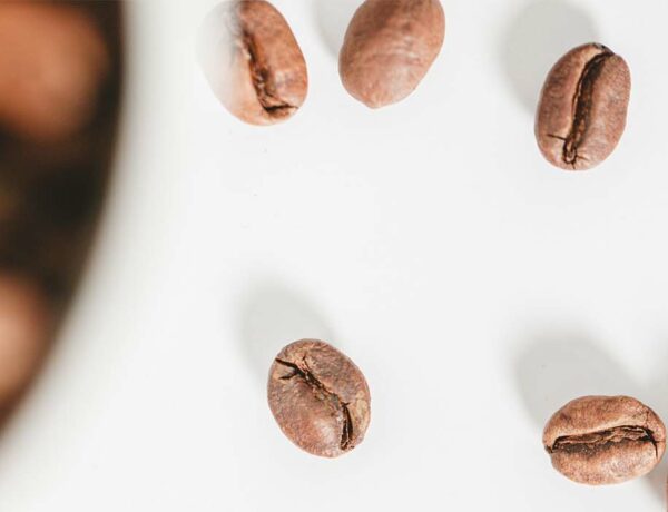 Faire pousser un Caféier à partir de graines (cerises de café) 