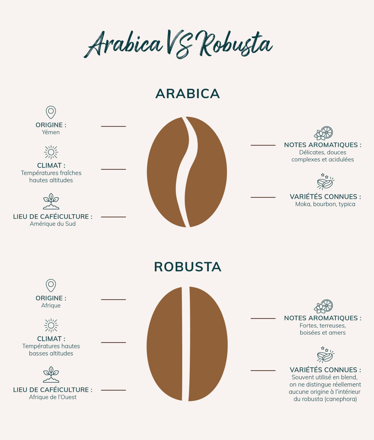 Quelles différences entre le café arabica ou robusta