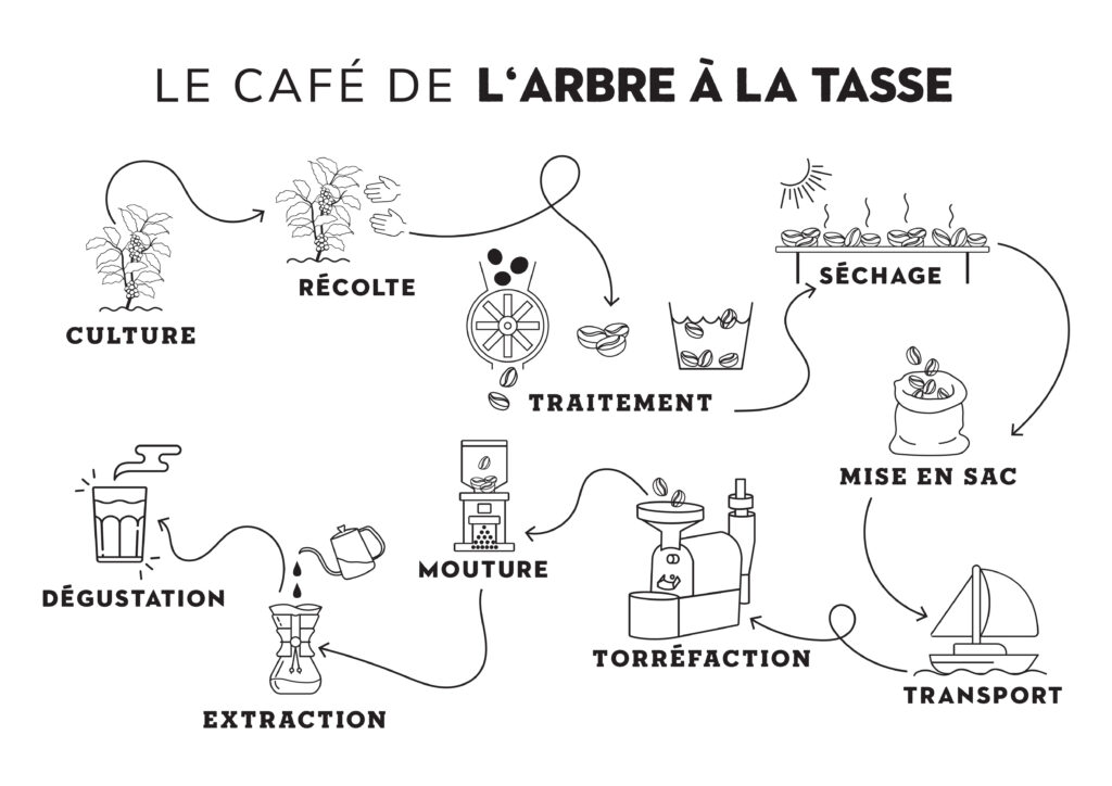 Où Pousse Le Café La Production Et La Culture Du Café