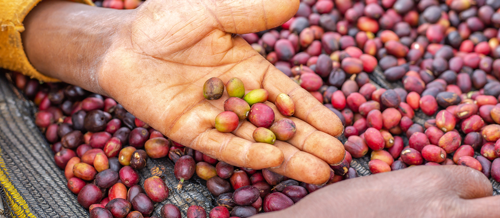 Comment sélectionner et traiter les graines de café - Wikifarmer