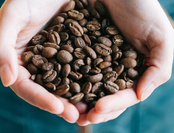 comment choisir son cafe en grains