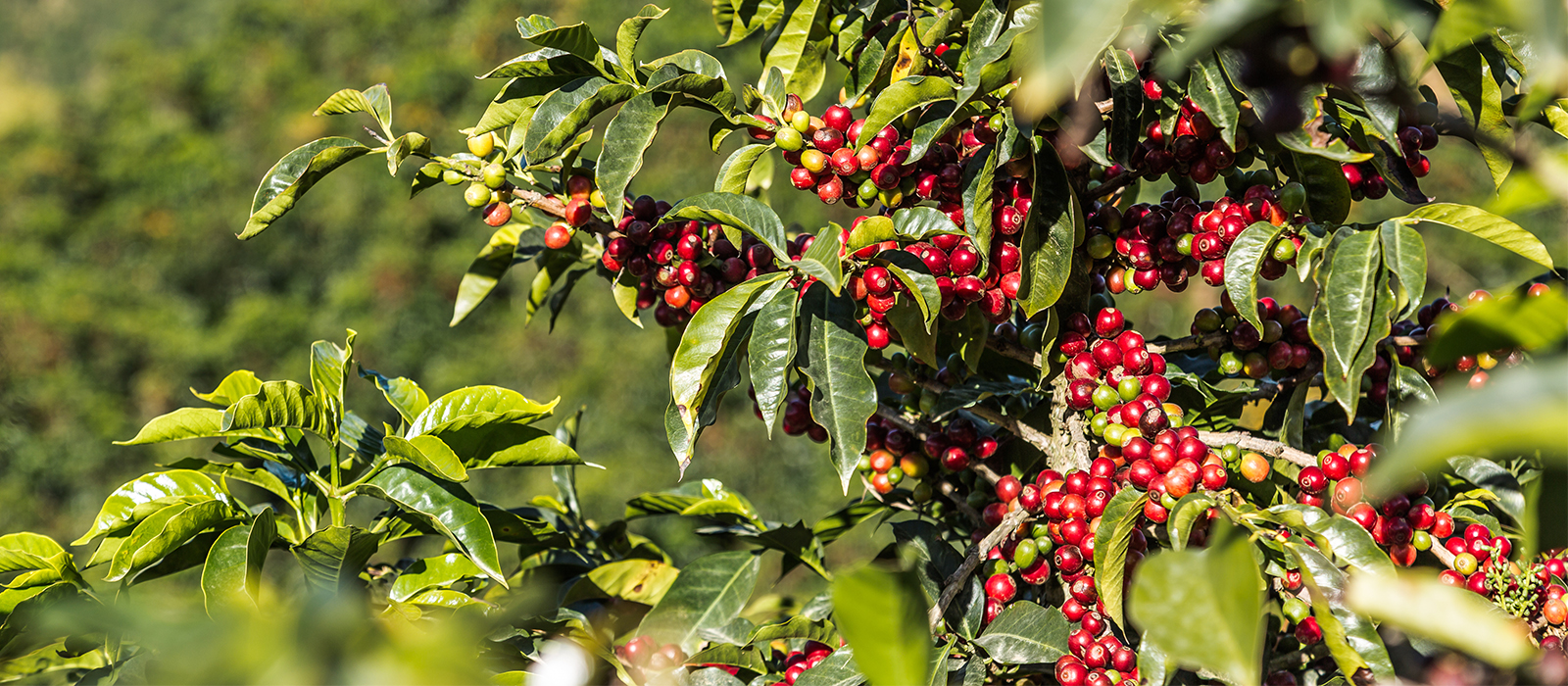 cherry coffee plant