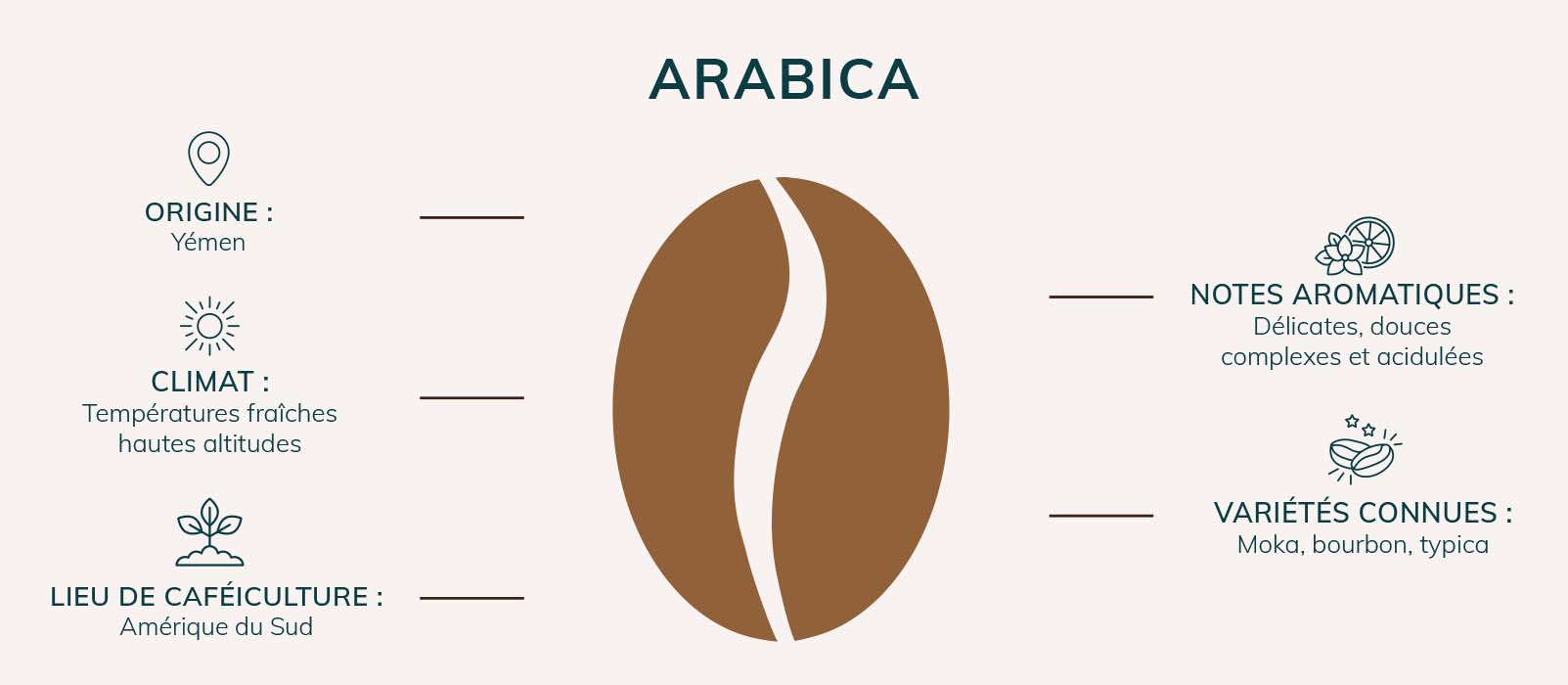 café arabica