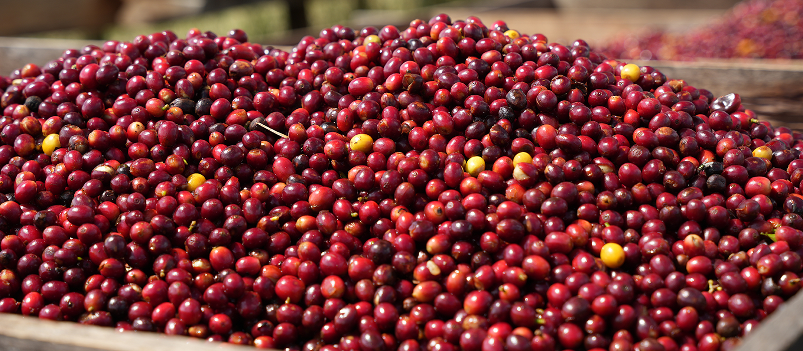 coffee cherries