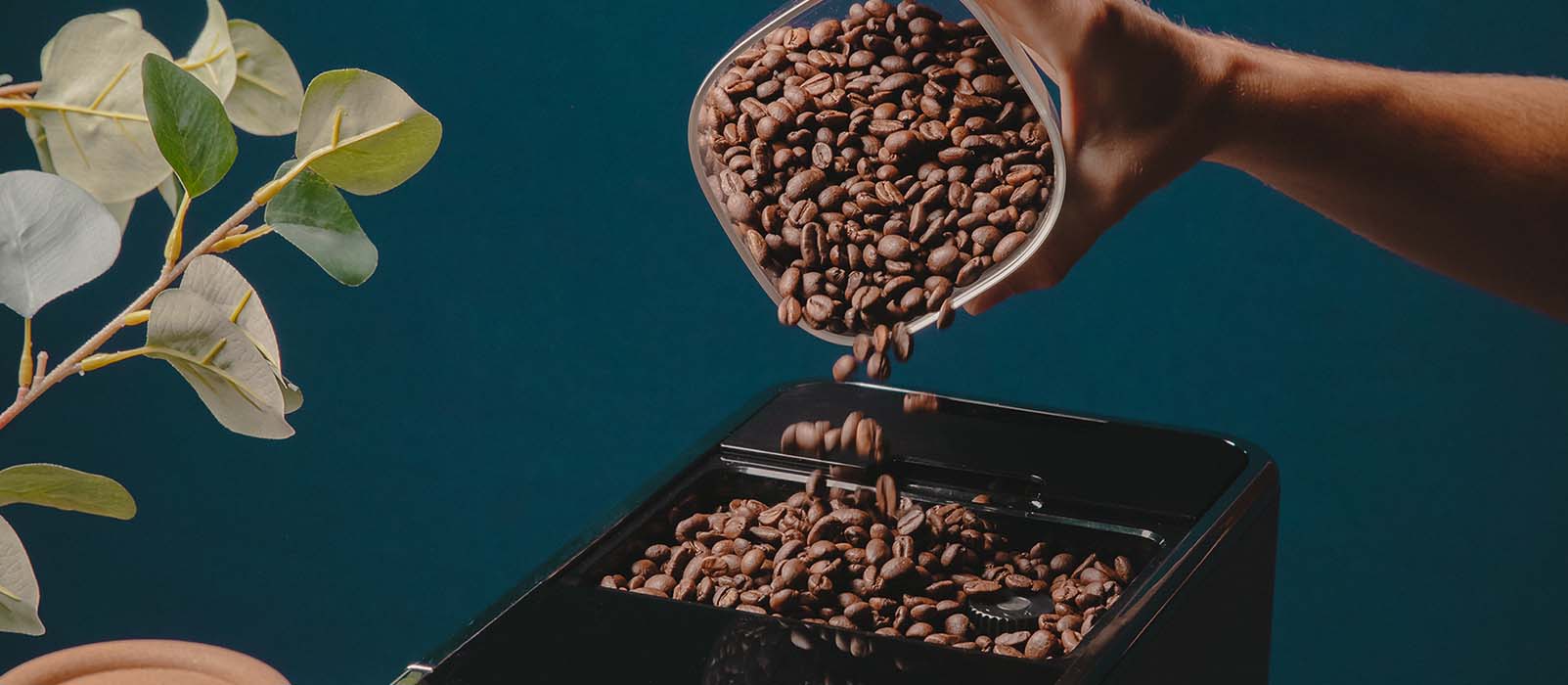 meilleur café en grain