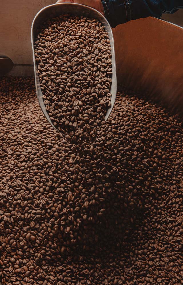 grain de café fermenté