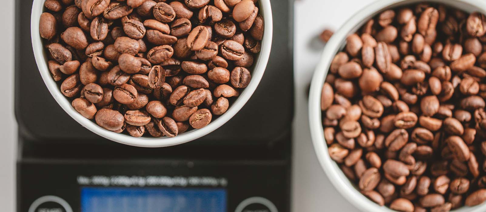 grain de café maragogype prix