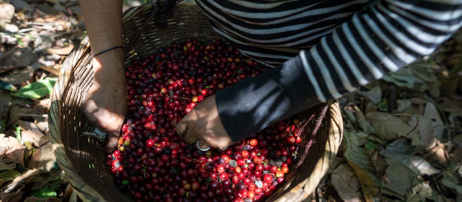 récolte café fermenté