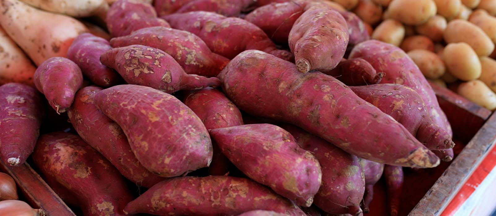 ube racine patate douce violette