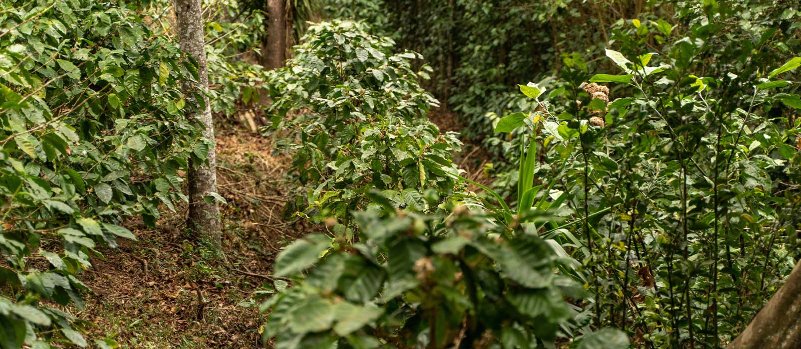 Culture ombrage naturle café rwanda