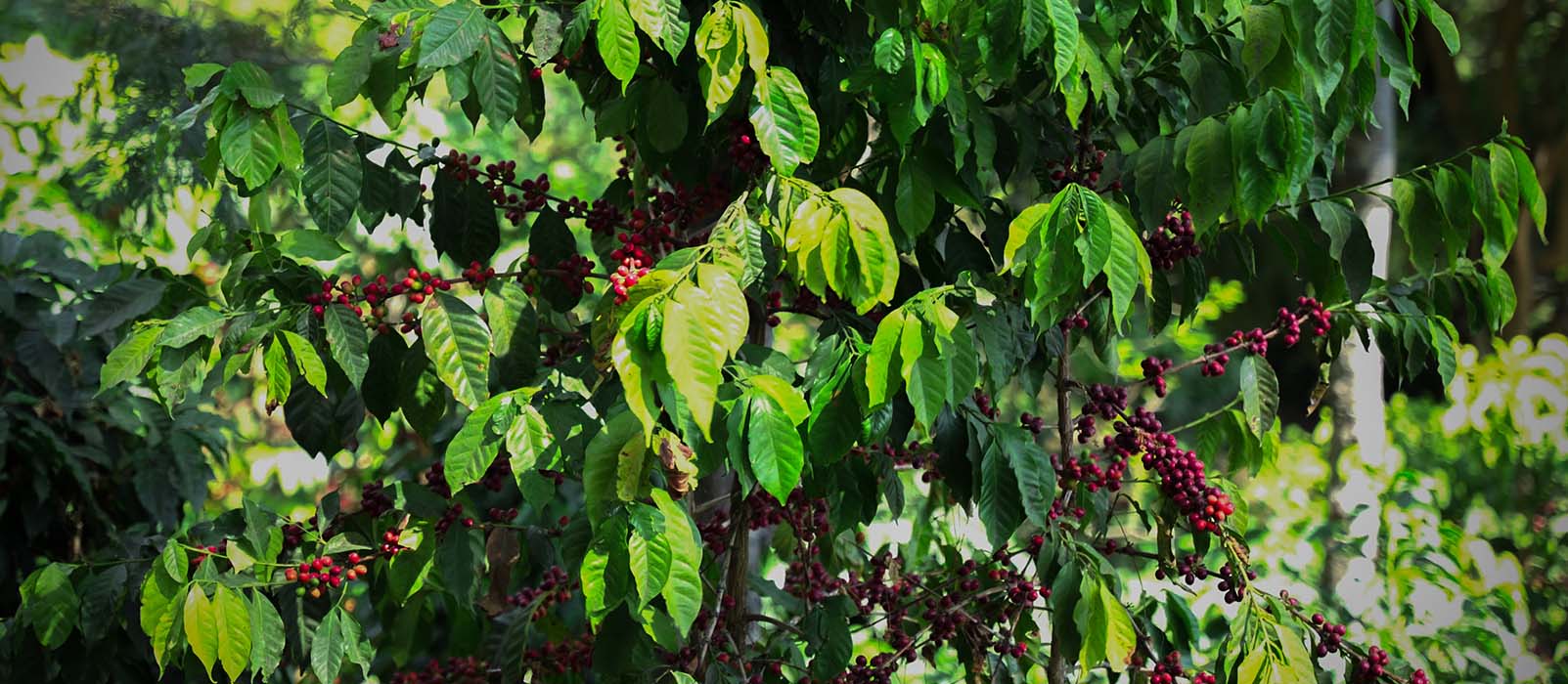 café du salvador cerise de café