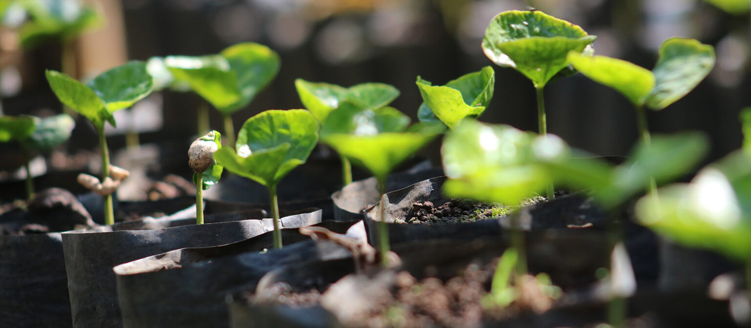 cafe-guatemala-1536x672