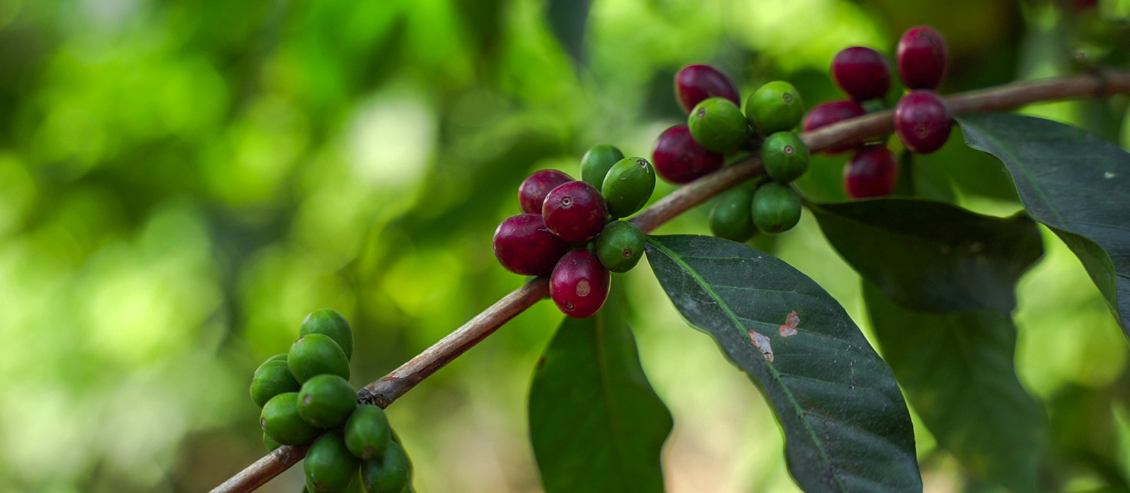 cafe laurina cerise café cafe laurina cerise café