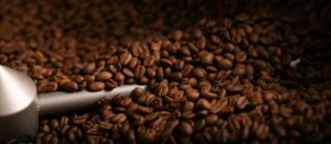 Café caturra, un café du 20e siècle Café caturra, un café du 20e siècle
