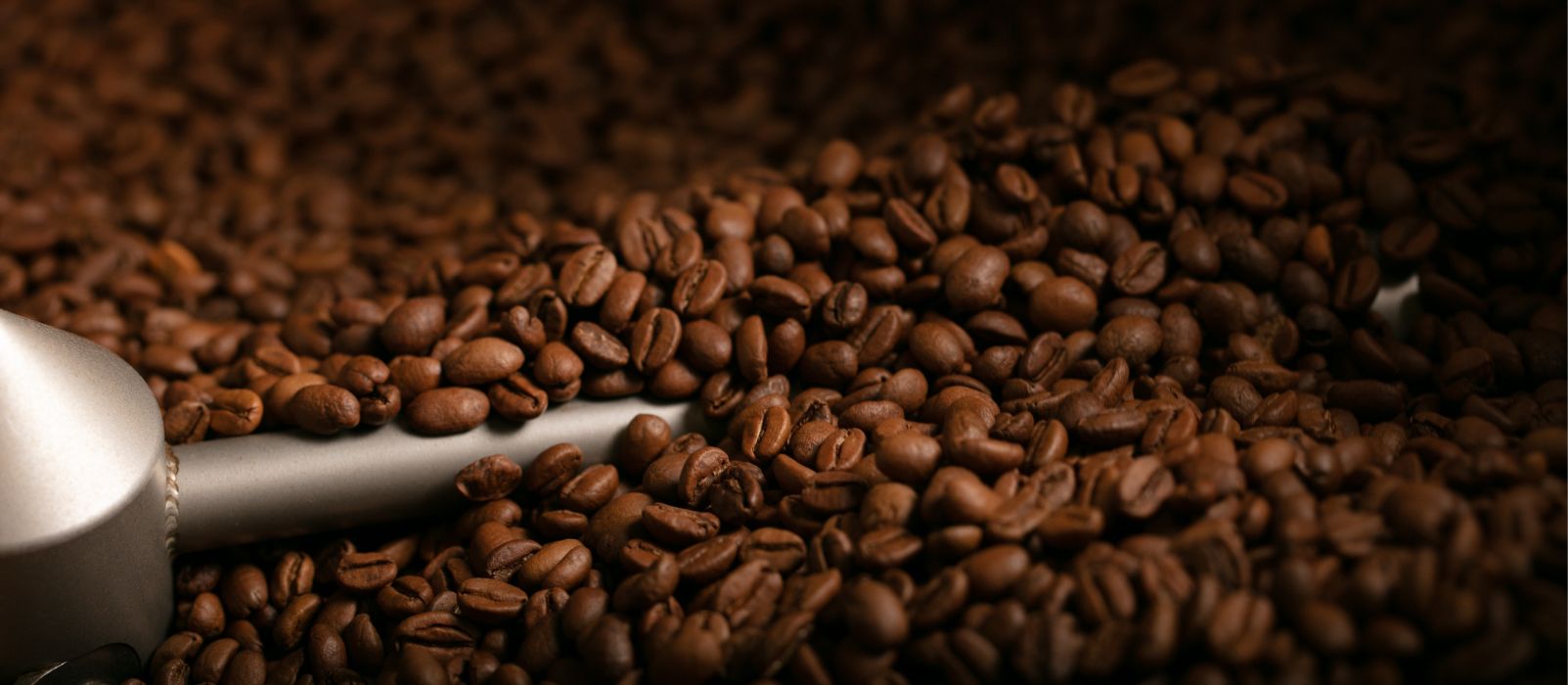 cafe typica arabica