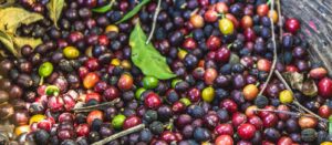cerise de cafe cerise de cafe
